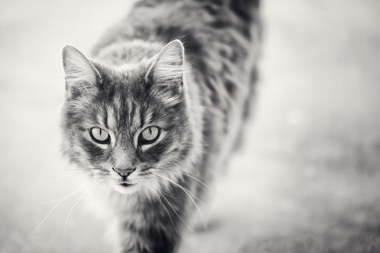 Cat in black and white