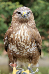 Buzzard sitting on the hand of his unknown falconer