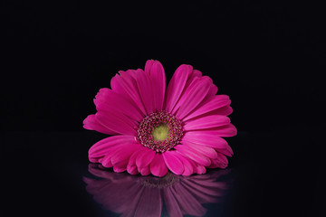 Reflection of a pink gerber daisy 