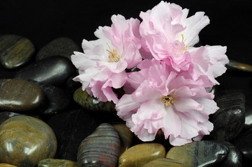 Obraz na płótnie Canvas pink flowers of Japanese cherry with smooth river stones close-up
