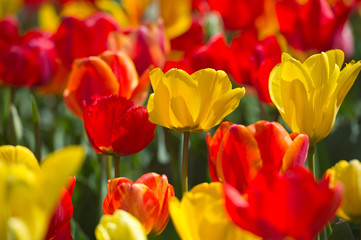 Fototapeta na wymiar Tulips in garden in sunny day. Spring flowers. Gardening 