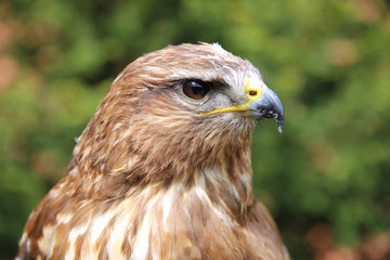 Portrait of a european common buzzard buteo buteo