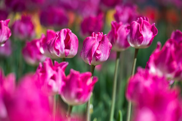 Tulips in garden in sunny day. Spring flowers. Gardening
