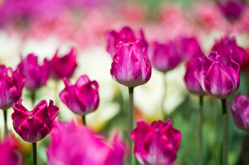 Tulips in garden in sunny day. Spring flowers. Gardening
