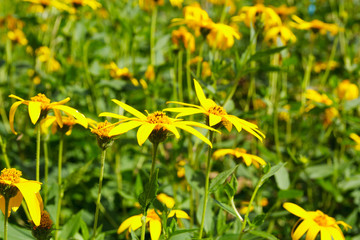 flowers Tree marigold