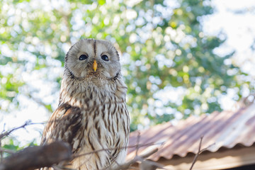 owl