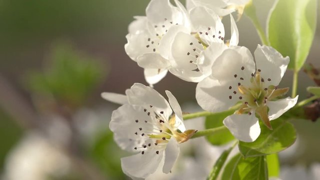 Macro footage of plum fruit tree branch blossoming in spring