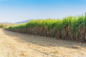 sugarcane plantation