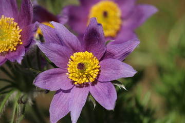 Küchenschelle Blüte