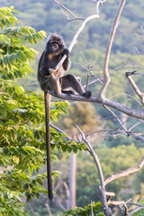 Obraz premium The Javan lutung (Trachypithecus auratus), also known as the ebony lutung and Javan langur in East Java forest