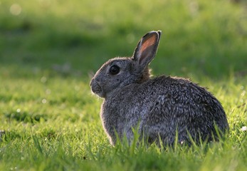 Backlit European Wild Rabbit on a summer evening.