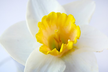Flower narcissus