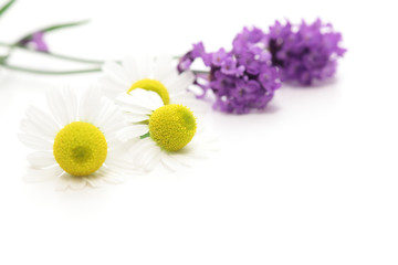 カモミールとラベンダー
