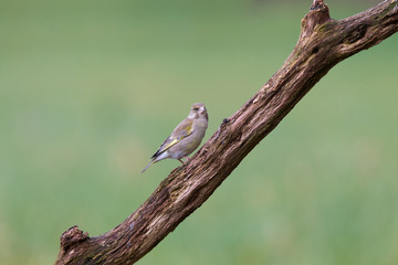 Grünfink Weibchen