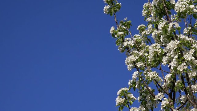 Plum fruit tree branches blossom in spring, blue sky as copy space