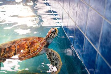 Fototapeta premium Sea turtle.