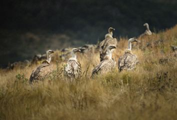 Group of vultures in the wild