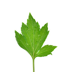 Fototapeta premium Celery isolated on White Background