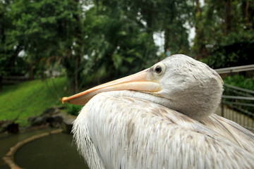 ptaki egzotyczne © shutterfil77