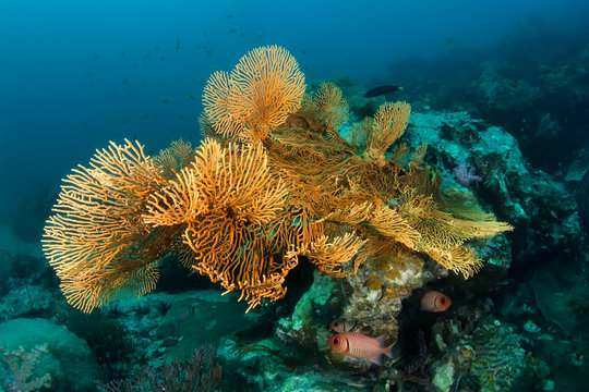 Colourful reefscape with gorgonian corals and soldier fishes.