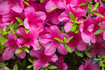 Pelargonium geranium group bright cerise pink flowers