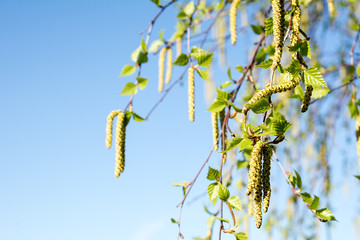 Birch in spring