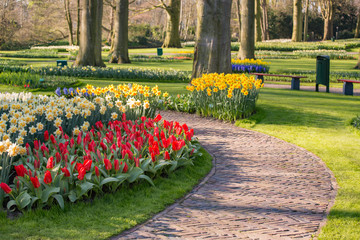 Pathway with tulips