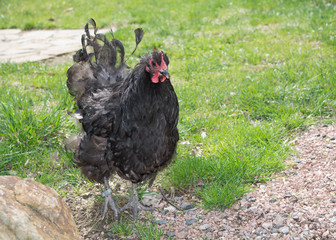 Black hen