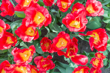 Red tulips from the top