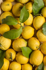 Lemons with leaves