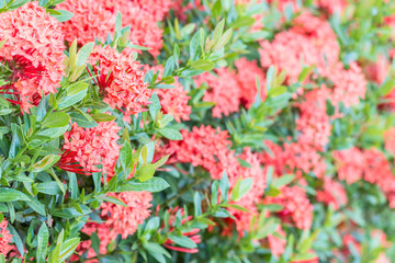 Row of red Ixora flowers.