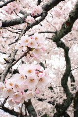 Beautiful spring sakura flower blossoms on a Yoshino cherry tree in Japan