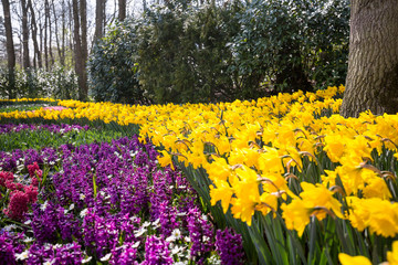 Park with yellow and purple tulips