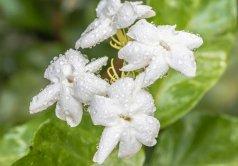 White flower, Jasmine (Jasminum sambac L.)