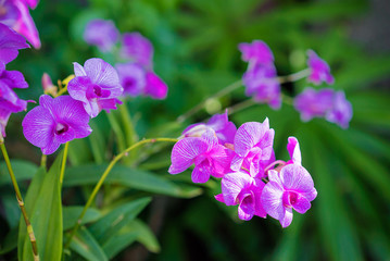 Fototapeta na wymiar Beautiful blossom. Branch of orchideas.