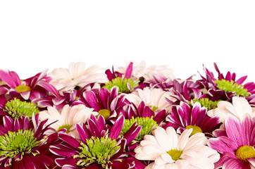 Aster flowers and chrysanthemum flowers