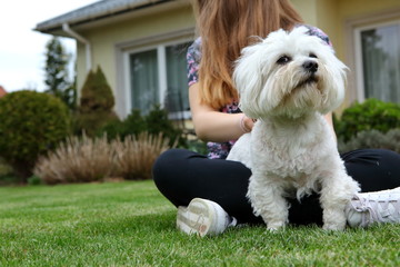 Maltańczyk © fotodrobik