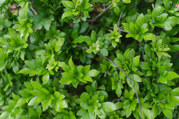 Fototapeta na wymiar focus blurry green leafs 