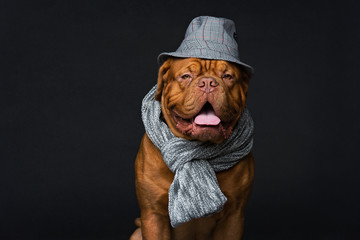 Dog in hat and scarf