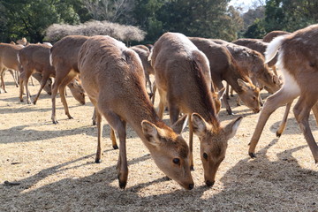 奈良公園の鹿