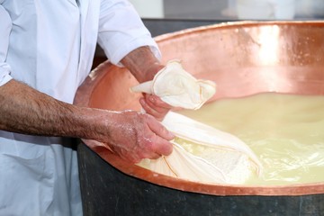 Senior cheesemaker collects the cheese with the tarp from the co