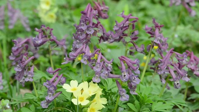 group of corydalis flowers on a meadow. springtime
