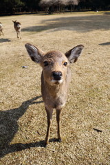奈良公園の小鹿