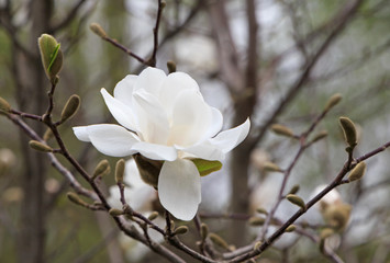 close up of beautiful magnolia tree blossom