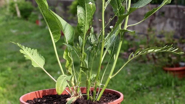 Pianta di rafano (Armoracia rusticana)  a primavera