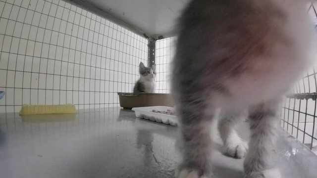Little kittens in a cage at the animal shelter