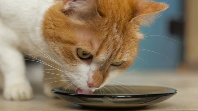 cat is drinking milk from the black plate