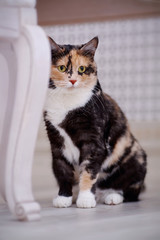 Multi-colored cat sits