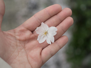 Beautiful blossom sakura flower in female hand