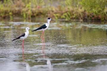 Portrait of bird - Black Winged Stilts (Himantopus himantopus)